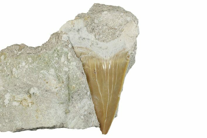 Otodus Shark Tooth Fossil in Rock - Morocco #257672